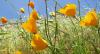 http://www.beyondefficiency.us/sites/default/files/banner/California-Poppies_BeyondEfficiency.jpg